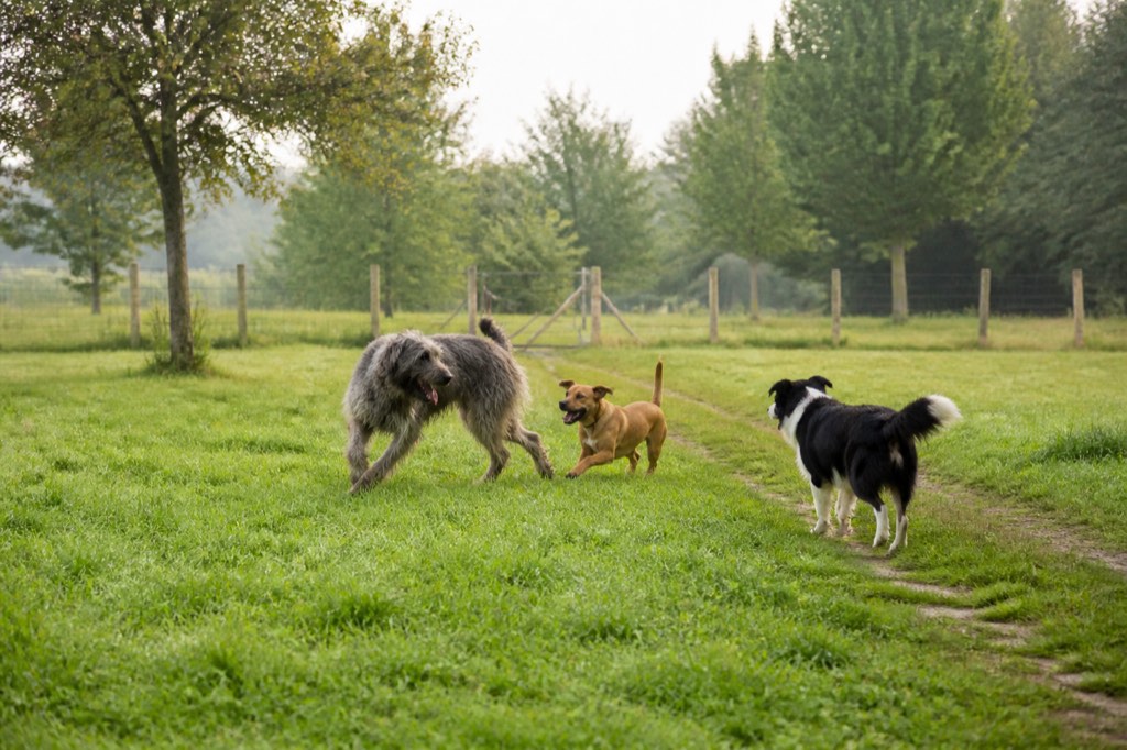 Hondenlosloopzone Meirweg Gijzegem
